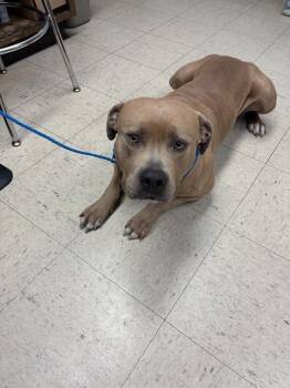 HURLEY -  Pit Bull Terrier Dog for Adoption in Stockton, California - HURLEY | PetCurious