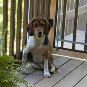 Lewey -  Beagle Dog for Adoption in Sunderland, Maryland - Lewey | PetCurious