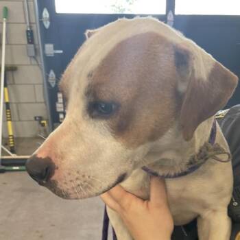 Charlie -  Beagle and Rat Terrier Dog for Adoption in Des Moines, Iowa - Charlie | PetCurious