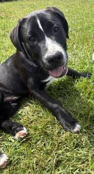 Labrador Retriever Dogs Available for Adoption in Navarre, Florida - Bongo | PetCurious
