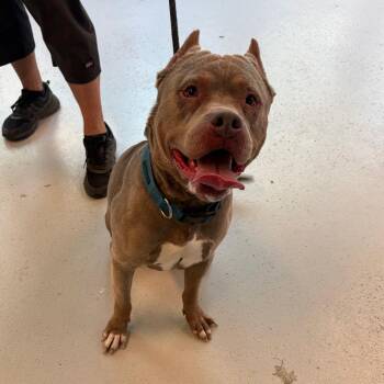 Cain -  Mixed Breed Dog for Adoption in Huntington, West Virginia - Cain | PetCurious