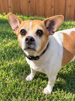 Mindy -  Jack Russell Terrier Dog for Adoption in Houston, Texas - Mindy | PetCurious
