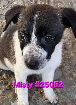 Rescue Mixed Breed Dogs for Adoption in Mexia, Texas - Misty | PetCurious