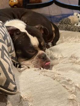 Rescue Bulldog Dogs for Adoption in Grandview, Texas - Cleo | PetCurious