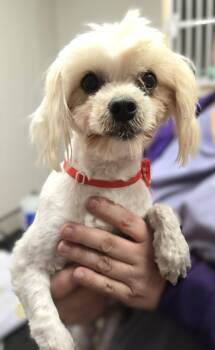 Maltese Dogs Available for Adoption - Chance | PetCurious
