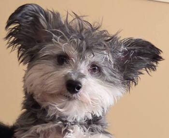 Terrier and Miniature Poodle Dogs Available for Adoption in Leduc, Alberta - Nacho  | PetCurious
