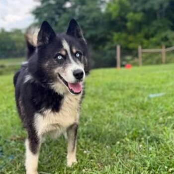 Henry -  Husky Dog for Adoption - Henry | PetCurious