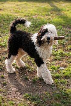 Old English Sheepdog and Poodle Dogs Available for Adoption - Niko | PetCurious