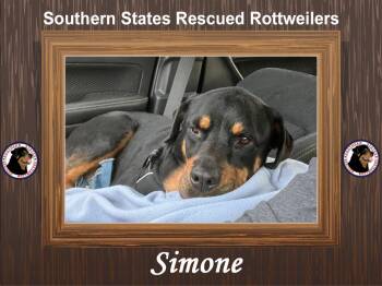 Rescue Rottweiler Dogs for Adoption in Arlington, Texas - Simone | PetCurious