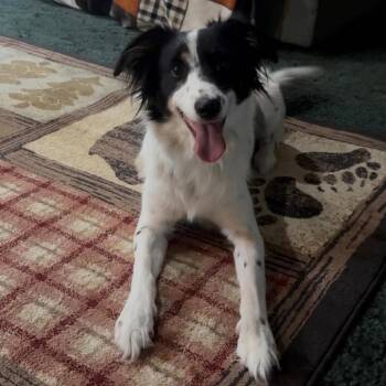 Cooper -  Border Collie Dog for Adoption in Overland Park, Kansas - Cooper | PetCurious