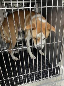 Mixed Breed Dogs Available for Adoption in Dallas, Texas - CARLOS | PetCurious