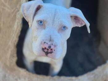 Rescue American Staffordshire Terrier Dogs for Adoption - Juicy Fruit | PetCurious