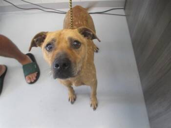A387437 -  Pit Bull Terrier Dog for Adoption in Ocala, Florida - A387437 | PetCurious