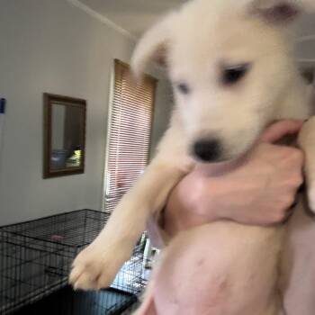 Stanly -  Mixed Breed Dog for Adoption in Salisbury, North Carolina - Stanly | PetCurious
