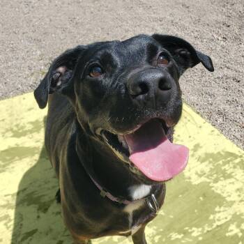 Labrador Retriever Dogs Available for Adoption in Marseilles, Illinois - Milo | PetCurious