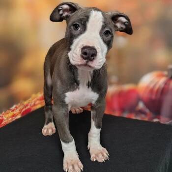 Legend -  Pit Bull Terrier and Mixed Breed Dog for Adoption in Griswold, Connecticut - Legend | PetCurious