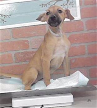 A2096204 -  German Shepherd Dog and Mixed Breed Dog for Adoption in Houston, Texas - A2096204 | PetCurious