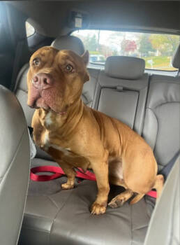Rescue Mixed Breed Dogs for Adoption in West Chester, Pennsylvania - Roxi | PetCurious