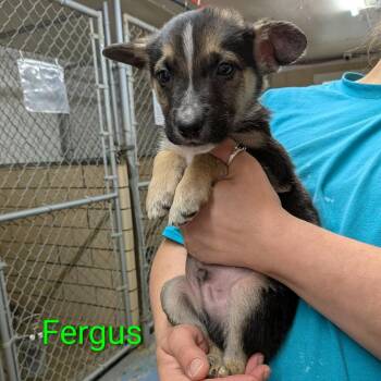 German Shepherd Dog and Beagle Dogs Available for Adoption in Greenville, Pennsylvania - Fergus | PetCurious