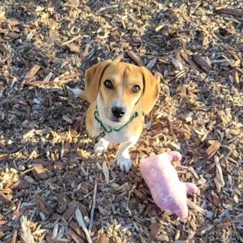 Rescue Dachshund and Beagle Dogs for Adoption in Las Vegas, Nevada - Squirt | PetCurious