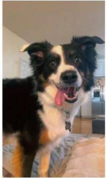 Clyde -  Australian Shepherd Dog for Adoption in Alexandria, Virginia - Clyde | PetCurious