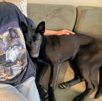 Landon -  German Shepherd Dog Dog for Adoption in Oakland, California - Landon | PetCurious