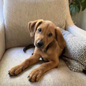 ALPHARETTA - Mack -  Coonhound and Mixed Breed Dog for Adoption in Blairsville, Georgia - ALPHARETTA - Mack | PetCurious