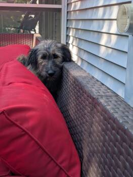 Historia -  German Shepherd Dog and Labradoodle Dog for Adoption in Waunakee, Wisconsin - Historia | PetCurious