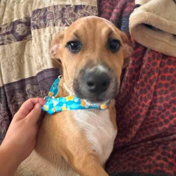 Larry -  Mixed Breed Dog for Adoption in Kempner, Texas - Larry | PetCurious