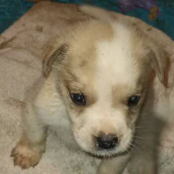 Rescue Yellow Labrador Retriever and Great Pyrenees Dogs for Adoption in Dallas, Texas - Micah | PetCurious