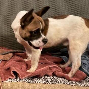 Boston Terrier and French Bulldog Dogs Available for Adoption - Winston | PetCurious