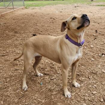 Mixed Breed Dogs Available for Adoption in Delta, Alabama - Honey | PetCurious