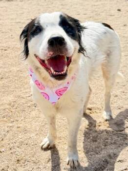 Bella (Aussie) -  Australian Shepherd and Mixed Breed Dog for Adoption in Muskegon, Michigan - Bella (Aussie) | PetCurious