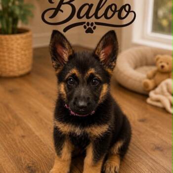 German Shepherd Dog Dogs Available for Adoption in Justin, Texas - Baloo | PetCurious