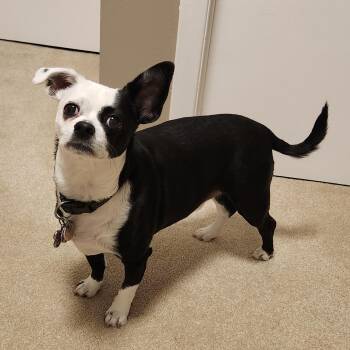 Chihuahua and Terrier Dogs Available for Adoption in Toronto, Ontario - Petey | PetCurious