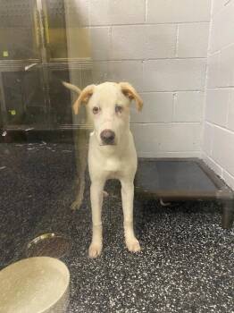 Jojo -  Mixed Breed Dog for Adoption in Jackson, Tennessee - Jojo | PetCurious