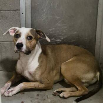 Chalk -  Pit Bull Terrier and Mixed Breed Dog for Adoption in Yuma, Arizona - Chalk | PetCurious