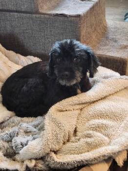 Betsy -  Shih Tzu Dog for Adoption in Van Alstyne, Texas - Betsy | PetCurious