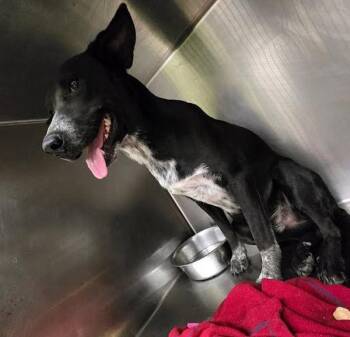 Cannoli -  Australian Cattle Dog Blue Heeler and Labrador Retriever Dog for Adoption in Austin, Texas - Cannoli | PetCurious