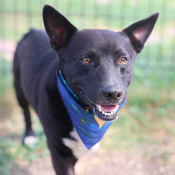 NATO -  Terrier Dog for Adoption in San Antonio, Texas - NATO | PetCurious