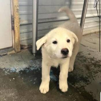 Labrador Retriever and Mixed Breed Dogs Available for Adoption in North Charleston, South Carolina - Loretta Jones | PetCurious