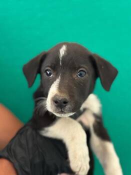 A255583 -  Border Collie and Pit Bull Terrier Dog for Adoption in Visalia, California - A255583 | PetCurious