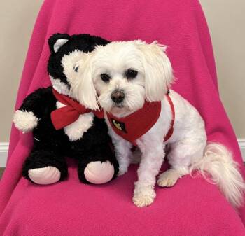 Fiona -  Maltese Dog for Adoption in Cedartown, Georgia - Fiona | PetCurious