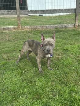 Rescue American Bully and Pit Bull Terrier Dogs for Adoption in Houston, Texas - Millie | PetCurious