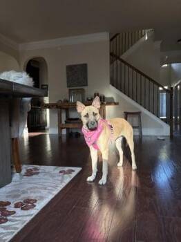 Mixed Breed Dogs Available for Adoption in Atlanta, Georgia - Tana | PetCurious