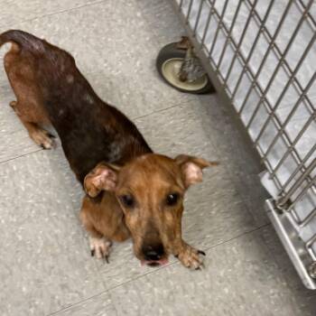 Chief Snickers26-10-154 -  Dachshund and Mixed Breed Dog for Adoption in Bastrop, Texas - Chief Snickers26-10-154 | PetCurious