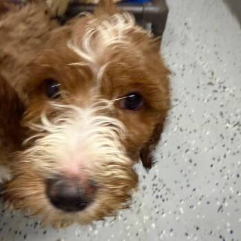 Golden Retriever and Poodle Dogs Available for Adoption in Huntsville, Alabama - Pluto | PetCurious