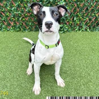 Mixed Breed Dogs Available for Adoption in West Palm Beach, Florida - Elmer | PetCurious