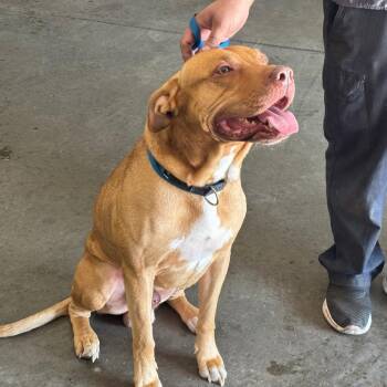 Hulk -  Pit Bull Terrier and Mixed Breed Dog for Adoption in Saint Joseph, Missouri - Hulk | PetCurious
