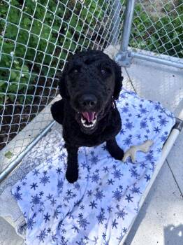 Elvis -  Labrador Retriever and Poodle Dog for Adoption in Muskegon, Michigan - Elvis | PetCurious